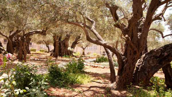 Olivos del huerto de Getsemaní